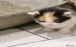 Mixed Breed cats for sale: Outstandingly gorgeous mixed kittens  - Image 10