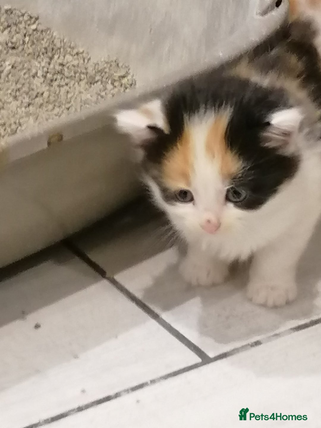 Mixed Breed cats for sale: Outstandingly gorgeous mixed kittens  - Image 10