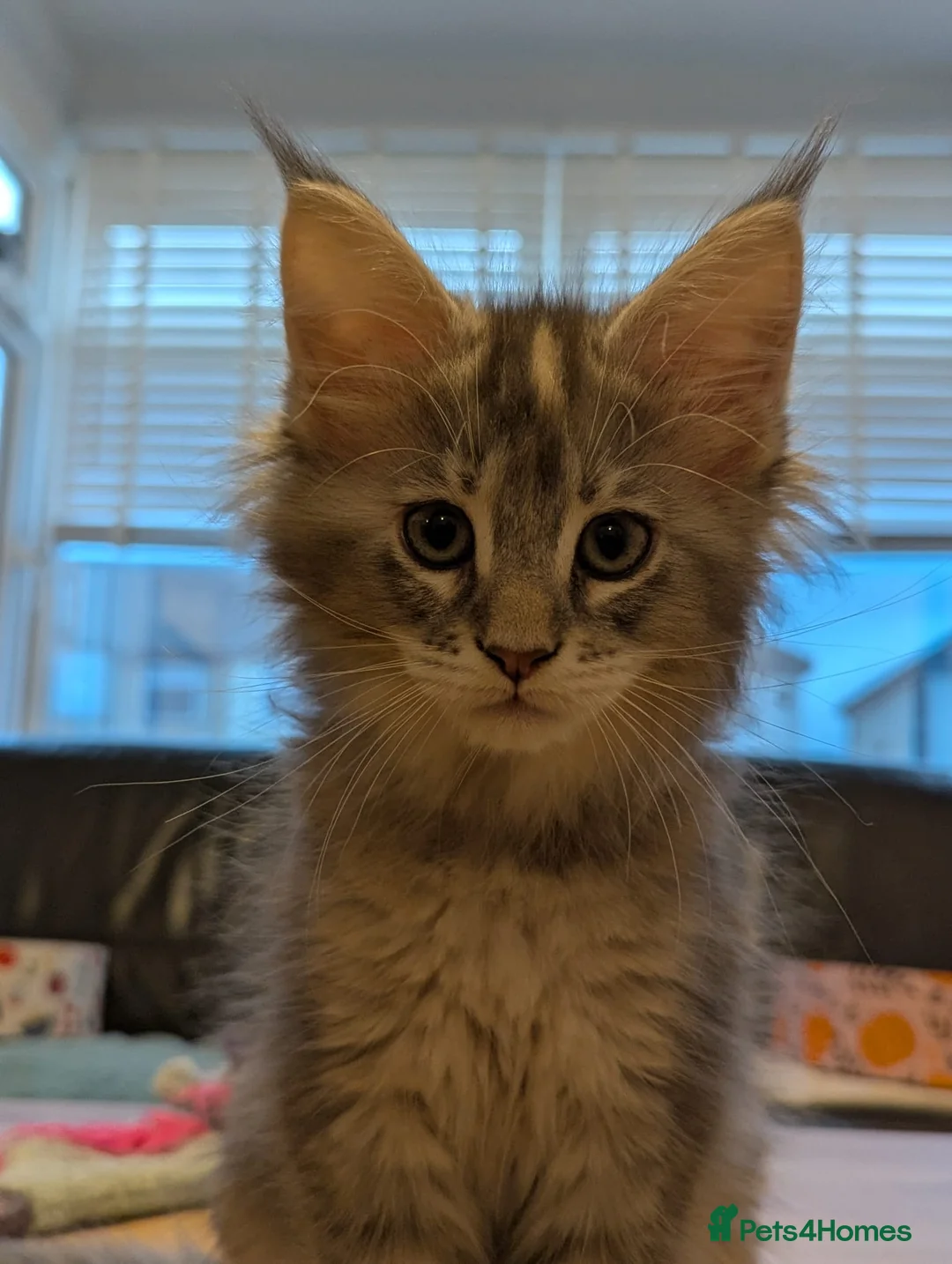 Maine Coon cats for sale: 🏅GCCF🏅 pure maine coon kittens  - Advert 27