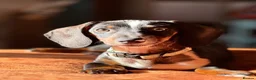 Dachshund dogs for sale: Male Dachshund  in Macclesfield - Advert 4