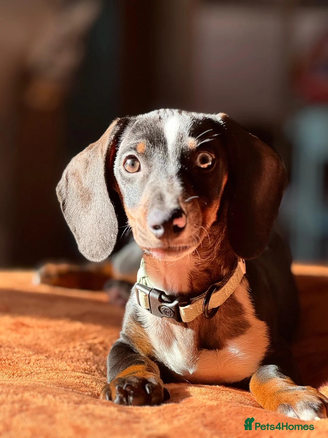 Dachshund dogs for sale: Male Dachshund  in Macclesfield - Advert 4