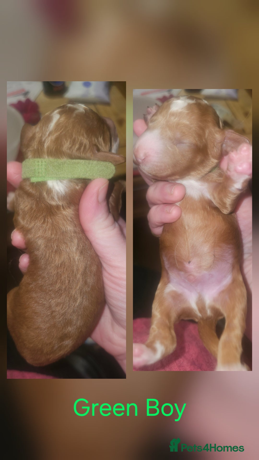 Cockapoo dogs for sale: Only two puppies left! Ready to go 9th December! - Advert 13
