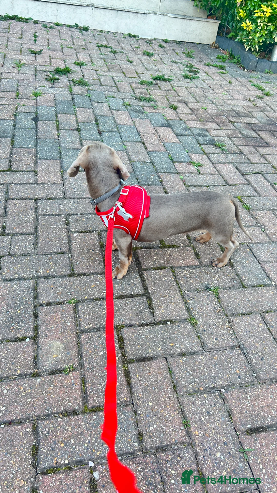 Miniature Dachshund dogs for sale: Milo boy Isabella tan miniature dachshund  in South Croydon - Advert 2
