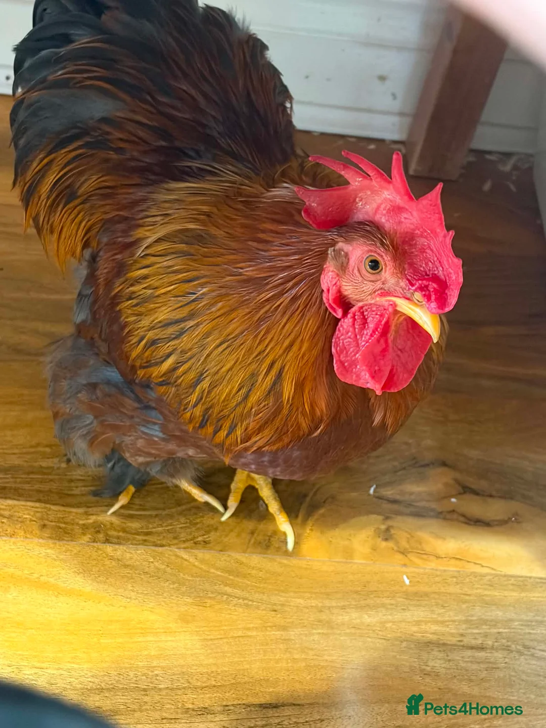 Chickens poultry for sale:  a gamefowl / mixed backyard roster breed traits. - Advert 1