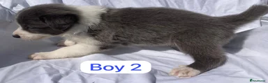 Border Collie 2