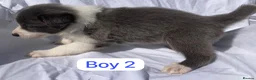 Border Collie dogs for sale: KC registered border collie puppies  - Advert 5