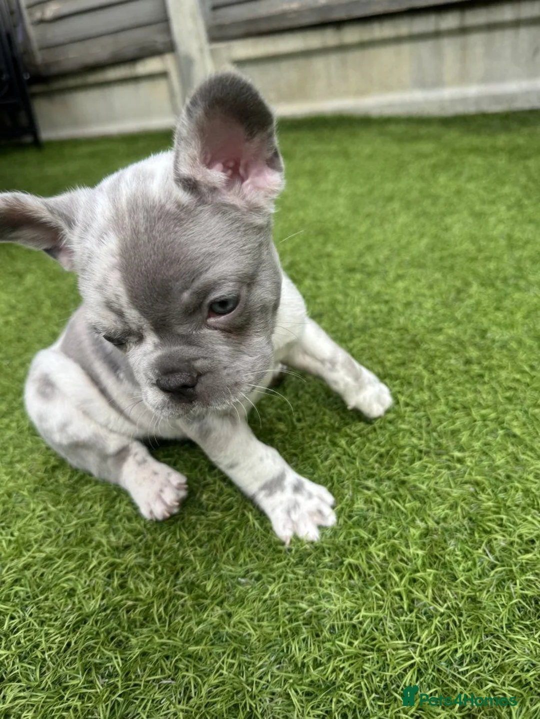 French Bulldog dogs for sale: Beautiful French Bulldog Puppies – 2 Boys, 2 Girls in Wareham - Advert 1