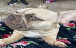 French Bulldog dogs for sale: French bulldog  - Image 7