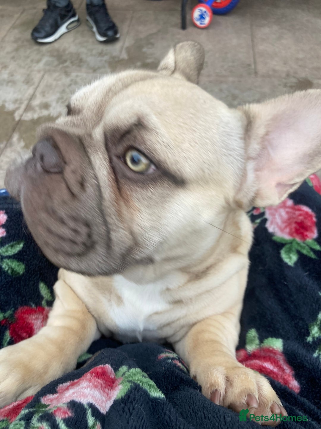 French Bulldog dogs for sale: French bulldog  - Image 7