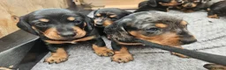 Dachshund dogs for sale: Dachshunds 8 Puppies only 2 girls 1 boy left - Advert 5