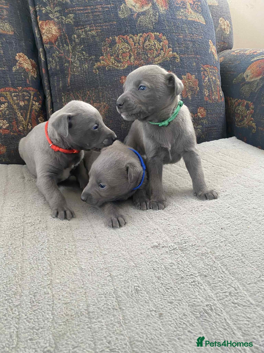 Whippet dogs for sale: 4 beautiful whippet puppies - Advert 2