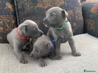 Whippet dogs 4 beautiful whippet puppies - Advert 3