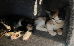 Domestic Shorthair cats for sale: 6 beautiful kittens ready for loving home  - Image 10