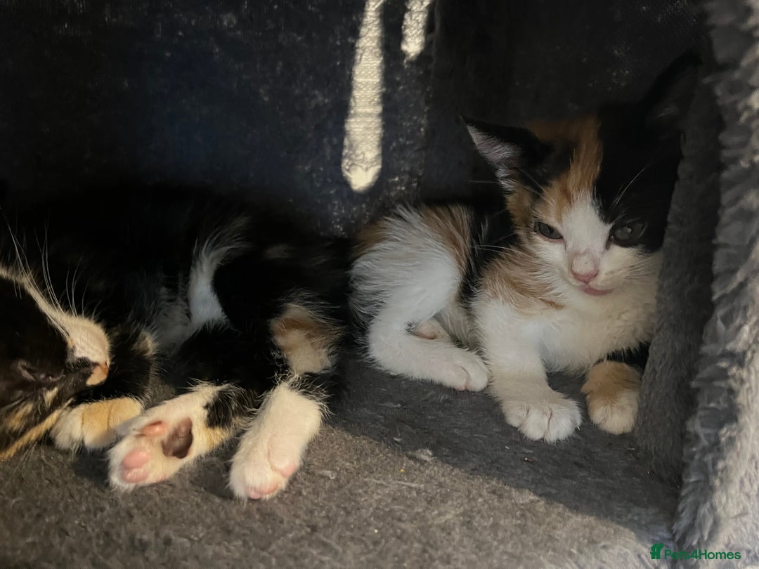 Domestic Shorthair cats for sale: 6 beautiful kittens ready for loving home  - Image 10