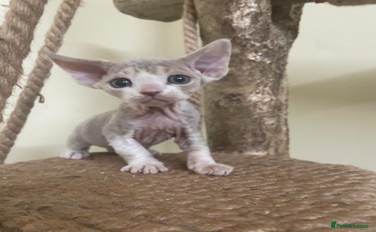 Devon Rex cats - Advert 2