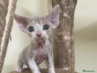 Devon Rex cats - Advert 1