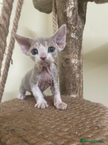Devon Rex cats - Advert 2