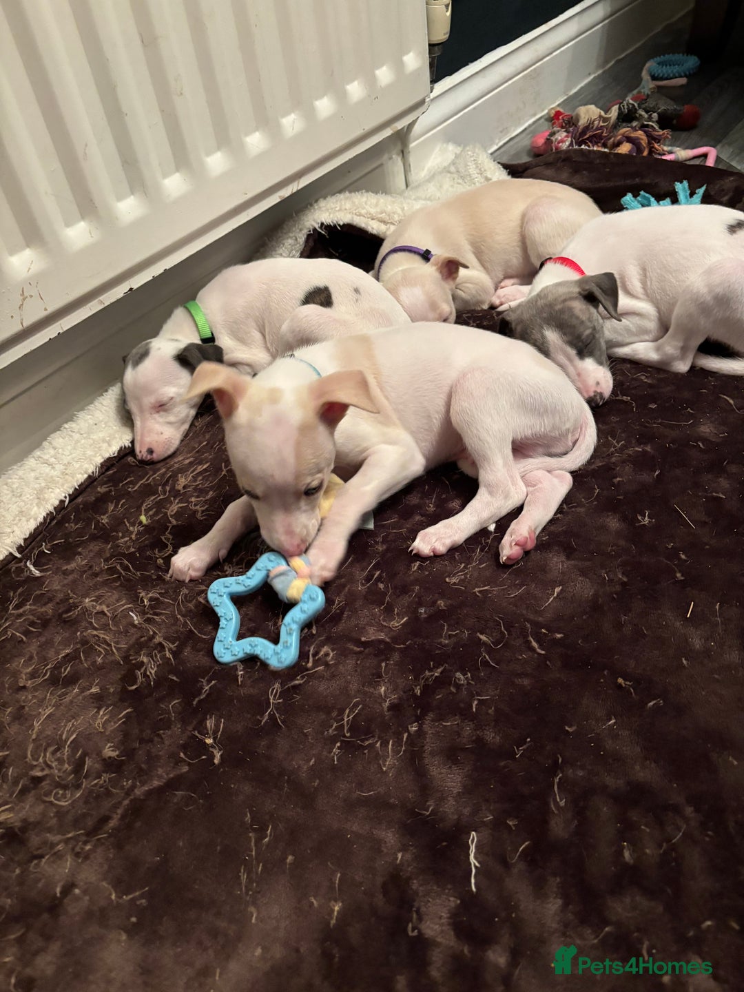 Whippet dogs for sale: Pedigree Whippet Pups  - Advert 2