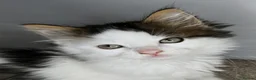 Maine Coon cats for sale: *READY NOW MAINE COON KITTEN* - Advert 7