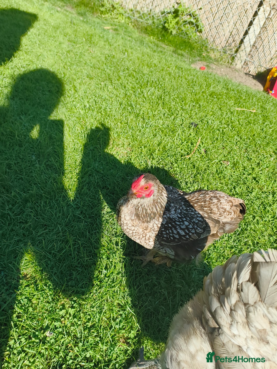 Chickens poultry for sale: 7 Chickens and young chickens for sale  - Image 10