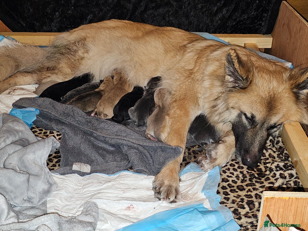 German Shepherd dogs for sale: 9 beautiful pure bred German Shepherd puppies - Advert 3