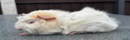 Guinea Pig rodents for sale: Swiss boars and Funky Boars  - Advert 5