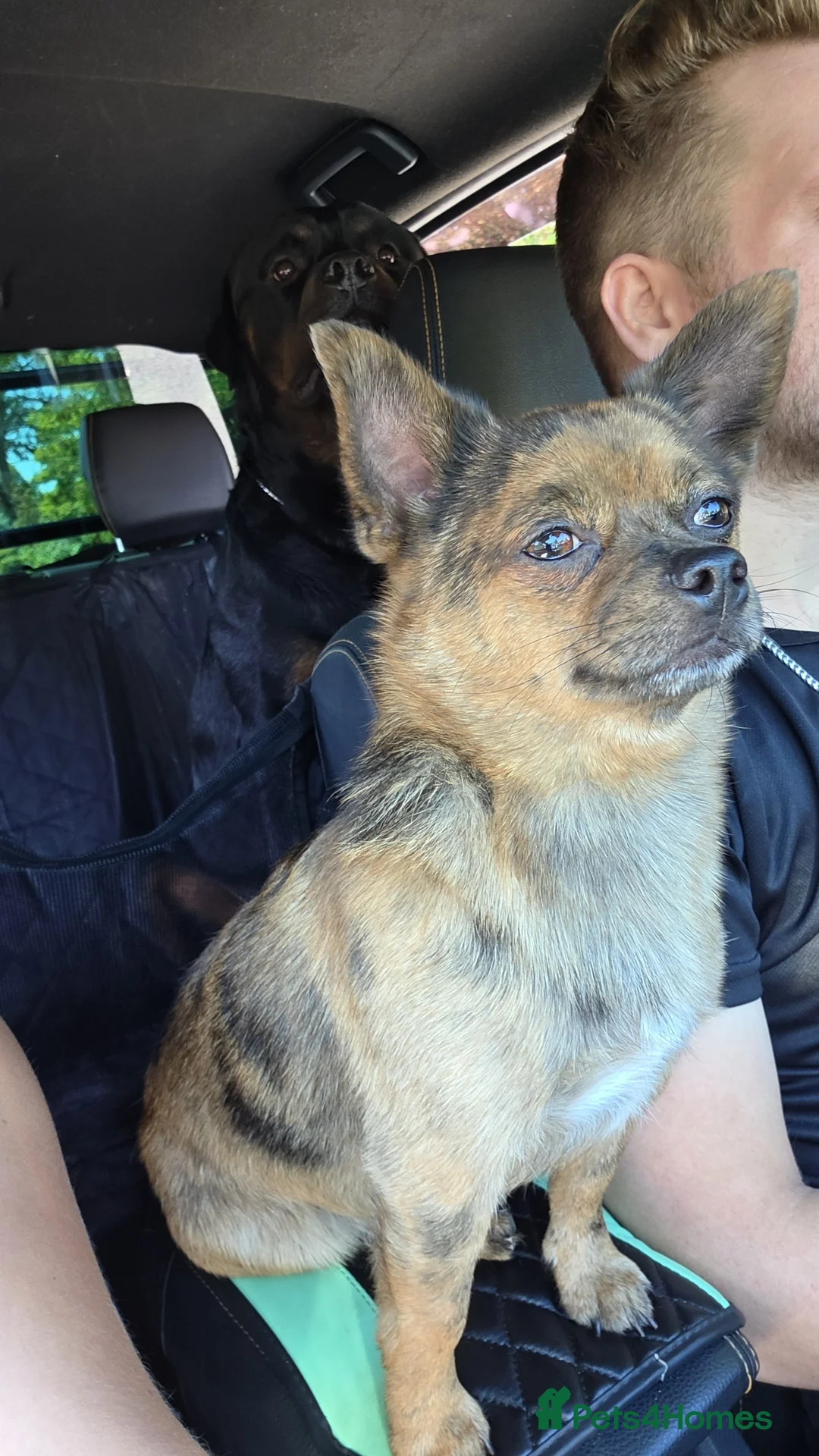 Mixed Breed dogs for stud: POMERANIAN x JACK RUSSELL CHIHUAHUA MIX STUD DOG - Advert 2