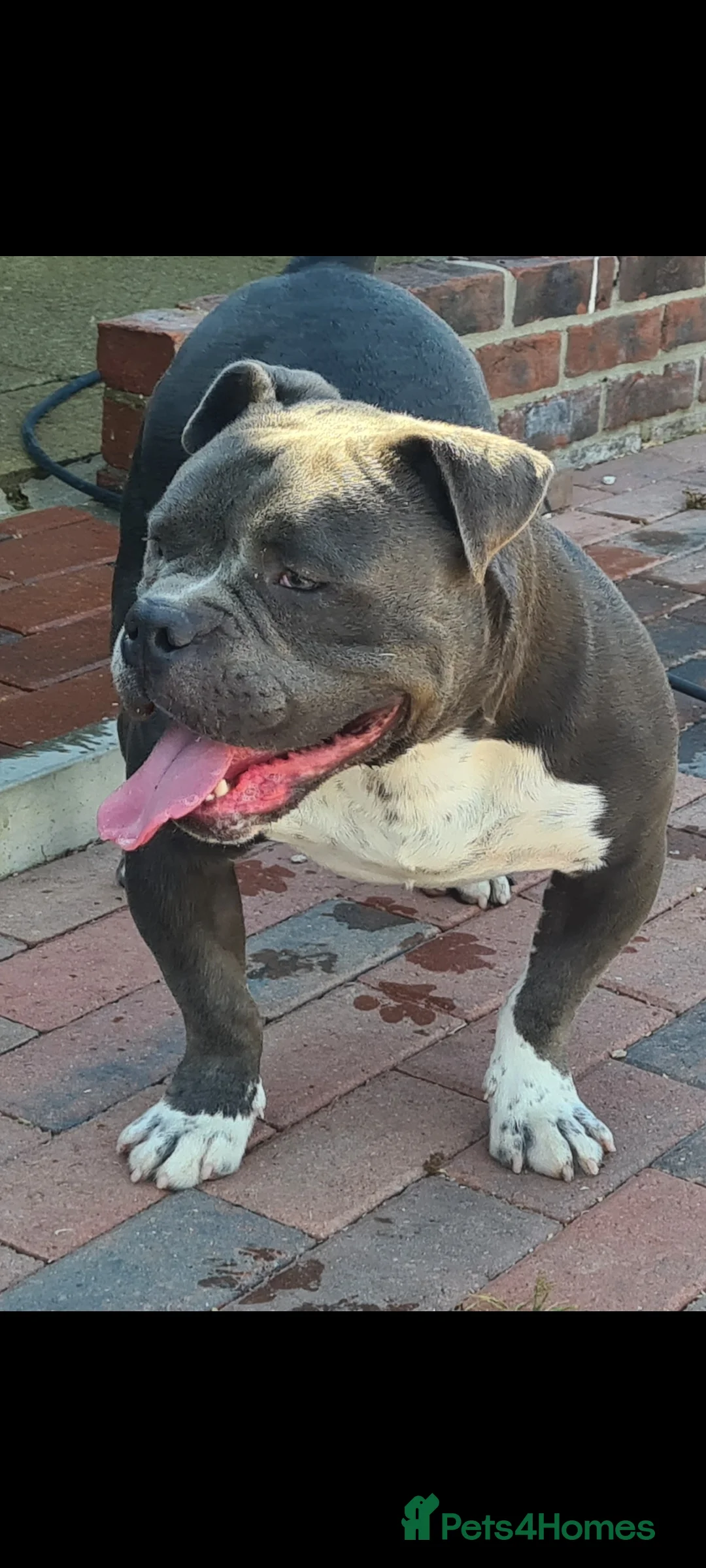 American Bully dogs for stud: EL Boy available for stud in Thetford - Advert 3