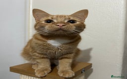 British Shorthair cats for sale: urgent: adorable 6 month old kitten for sale 🐾 - Image 1