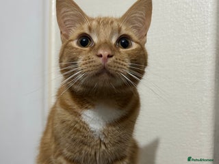 British Shorthair cats for sale - Advert 1