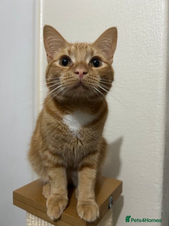 British Shorthair cats - Advert 1