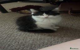 British Longhair cats for sale: 12 week old Kitten - Image 1