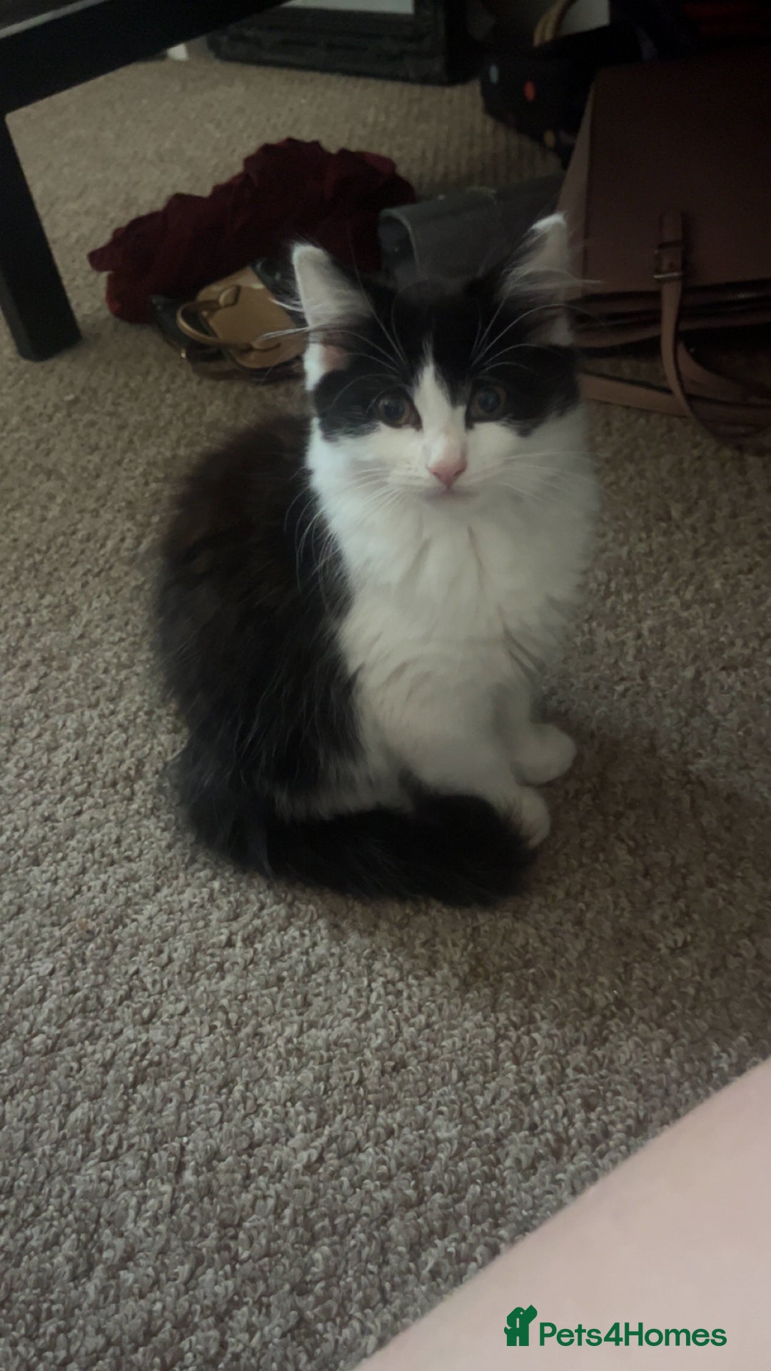 British Longhair cats for sale: 12 week old Kitten - Image 1