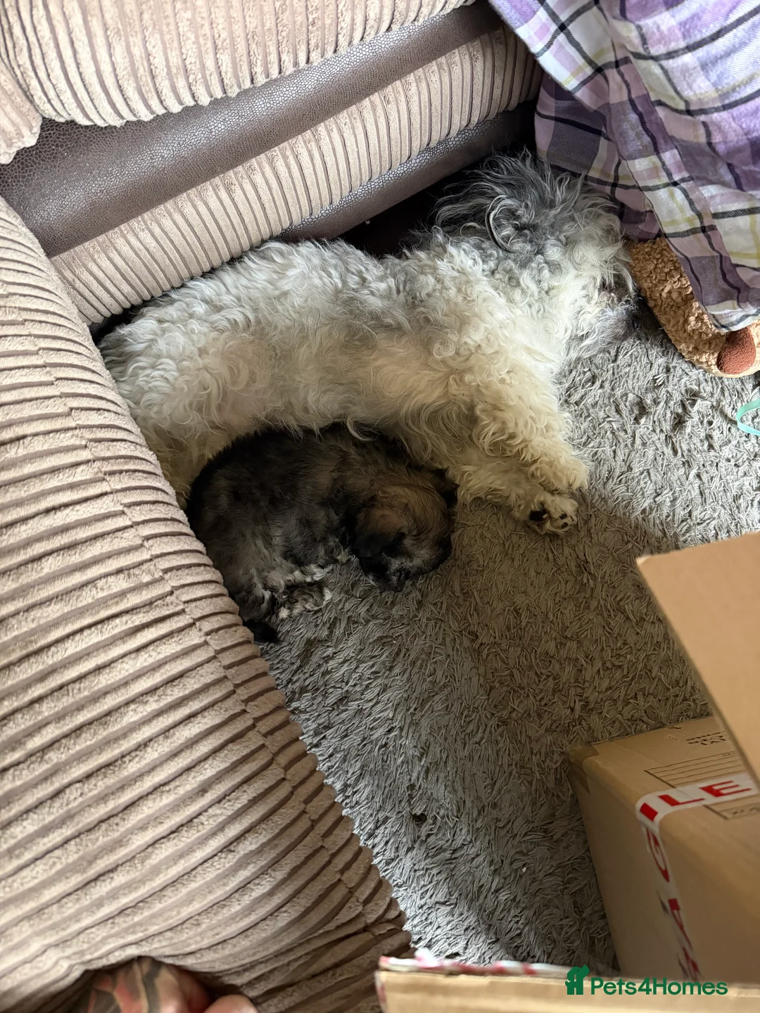 Mixed Breed dogs for sale: Chinese Crested X Shih Tzu - Advert 2