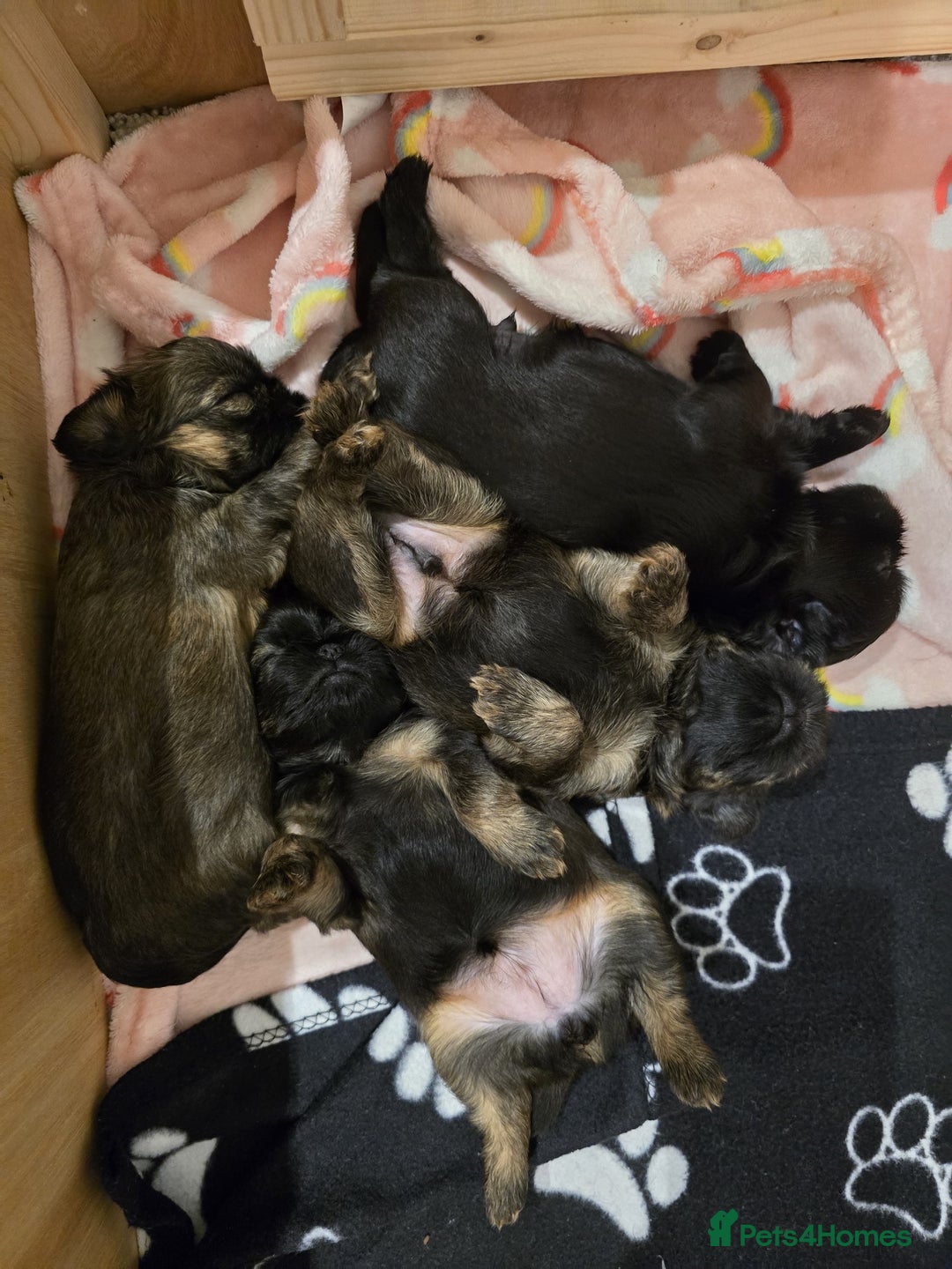 Griffon Bruxellois dogs for sale: Rough Coat Griffon Pups - Image 1