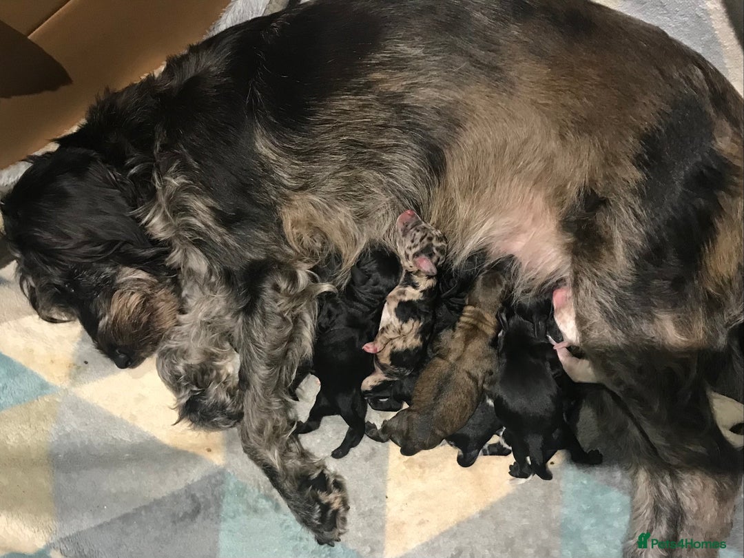 Mixed Breed dogs for sale: Beautiful Unique colours and markings - Image 9