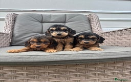 Cockapoo dogs for sale: F1 Cockapoos puppies (council licensed breeder) - Image 13