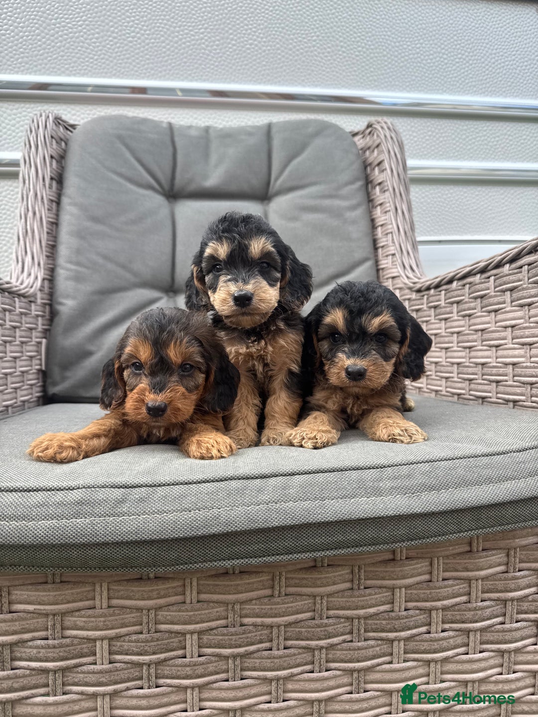 Cockapoo dogs for sale: F1 Cockapoos puppies (council licensed breeder) - Image 13