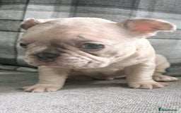 French Bulldog dogs for sale: French bulldog  - Image 7