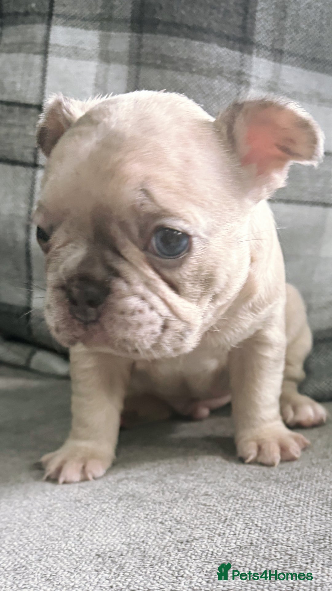 French Bulldog dogs for sale: French bulldog  - Image 7