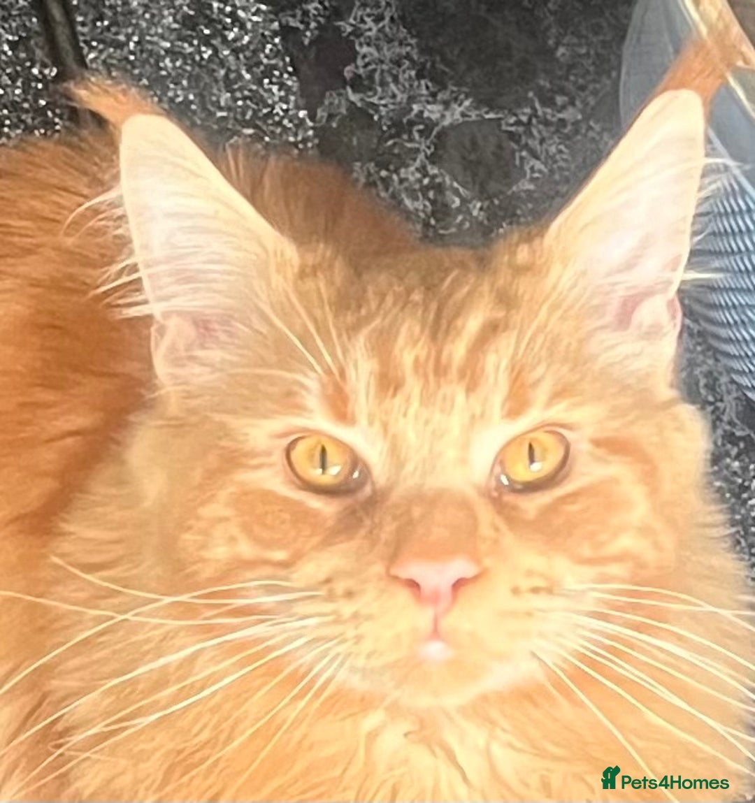 Maine Coon cats for sale: Pedigree Maine Coon Kittens - Image 7