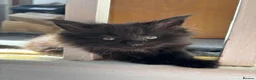 Maine Coon cats for sale: Stunning litter of pure bred Maine Coon kittens - Advert 27