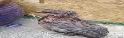Quail poultry for sale: Mixed Colour Male Coturnix Quails - Advert 5