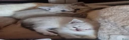 British Shorthair cats for sale: Stunning British Shorthair kittens - Advert 6