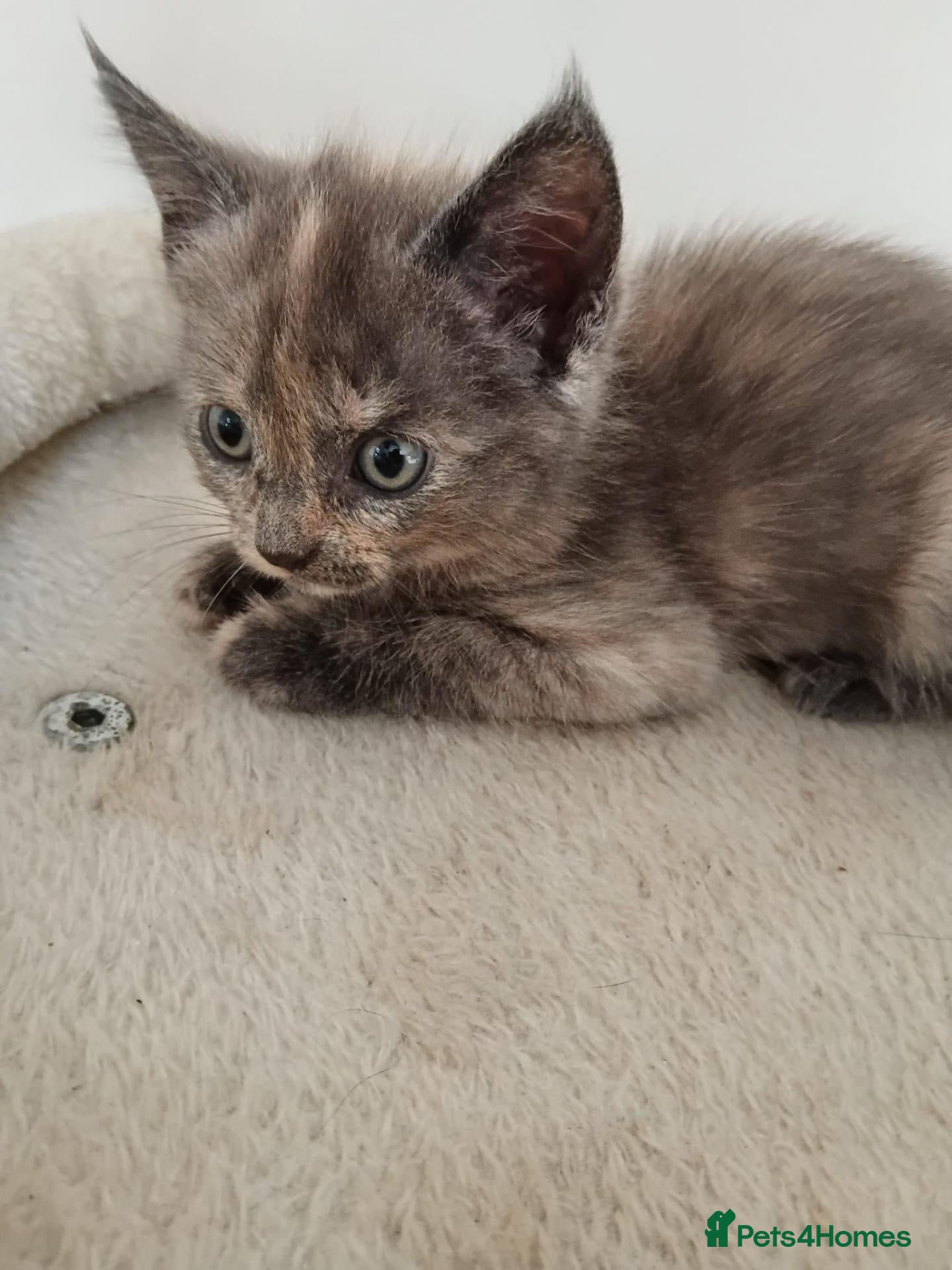 Mixed Breed cats Beautiful kittens  - Advert 6