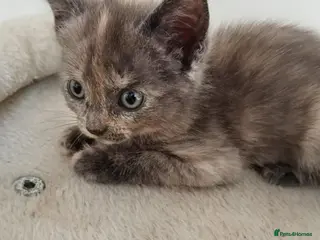 Mixed Breed cats Beautiful kittens - Advert 6