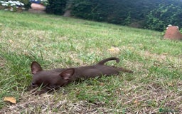 Chorkie dogs for sale: Chorkie puppies for forever homes  - Image 10