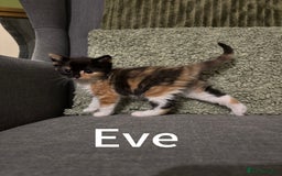 Mixed Breed cats for sale: 3 Female Calico and Tortie Kittens - 30 Nov - Image 2