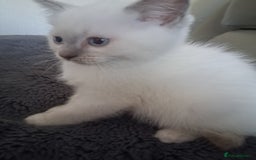 British Shorthair cats for sale: Adorable British short hair Kittens  - Image 11
