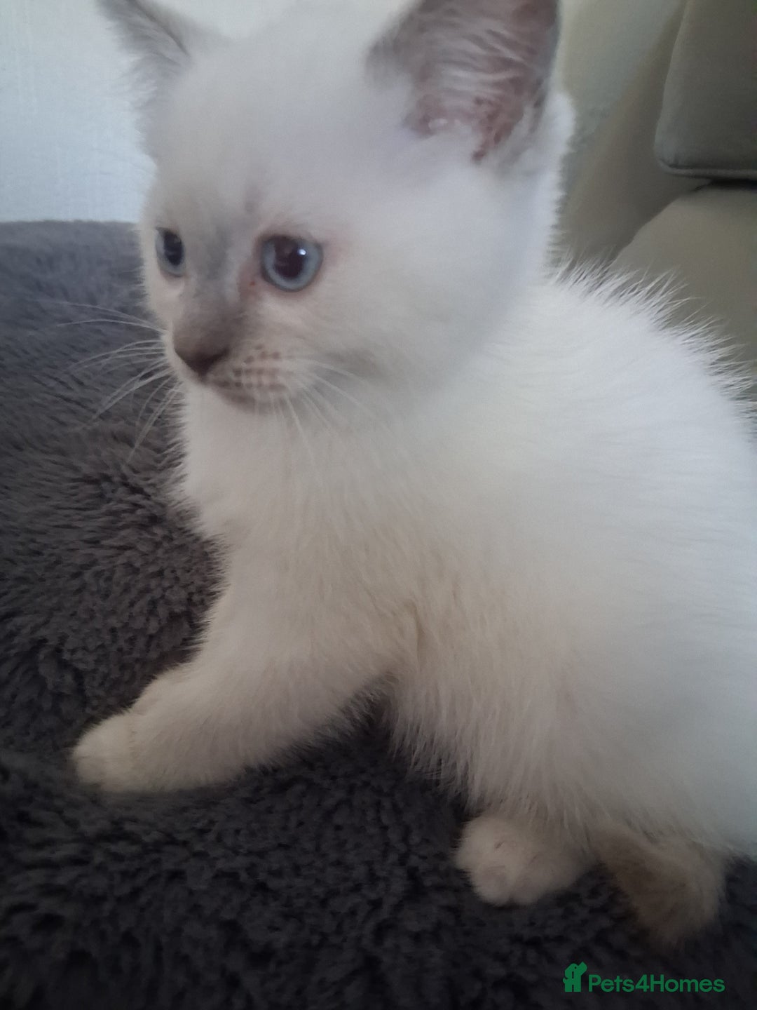 British Shorthair cats for sale: Adorable British short hair Kittens  - Image 11